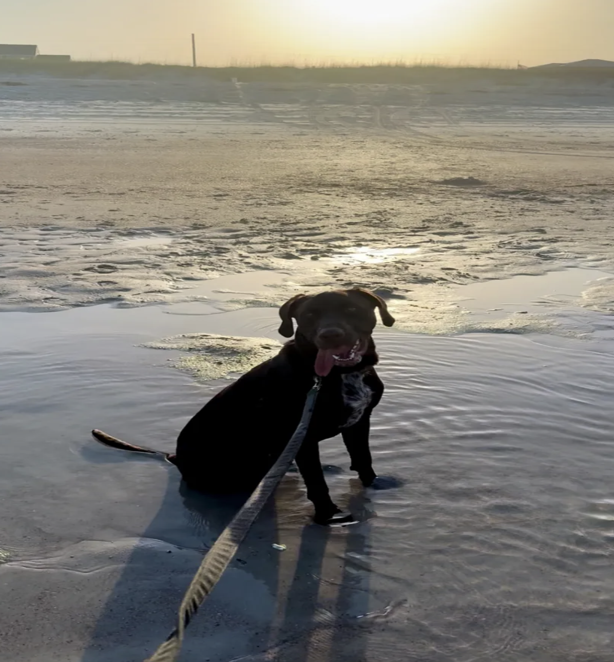 Ansel on Fernandina Beach at sunset