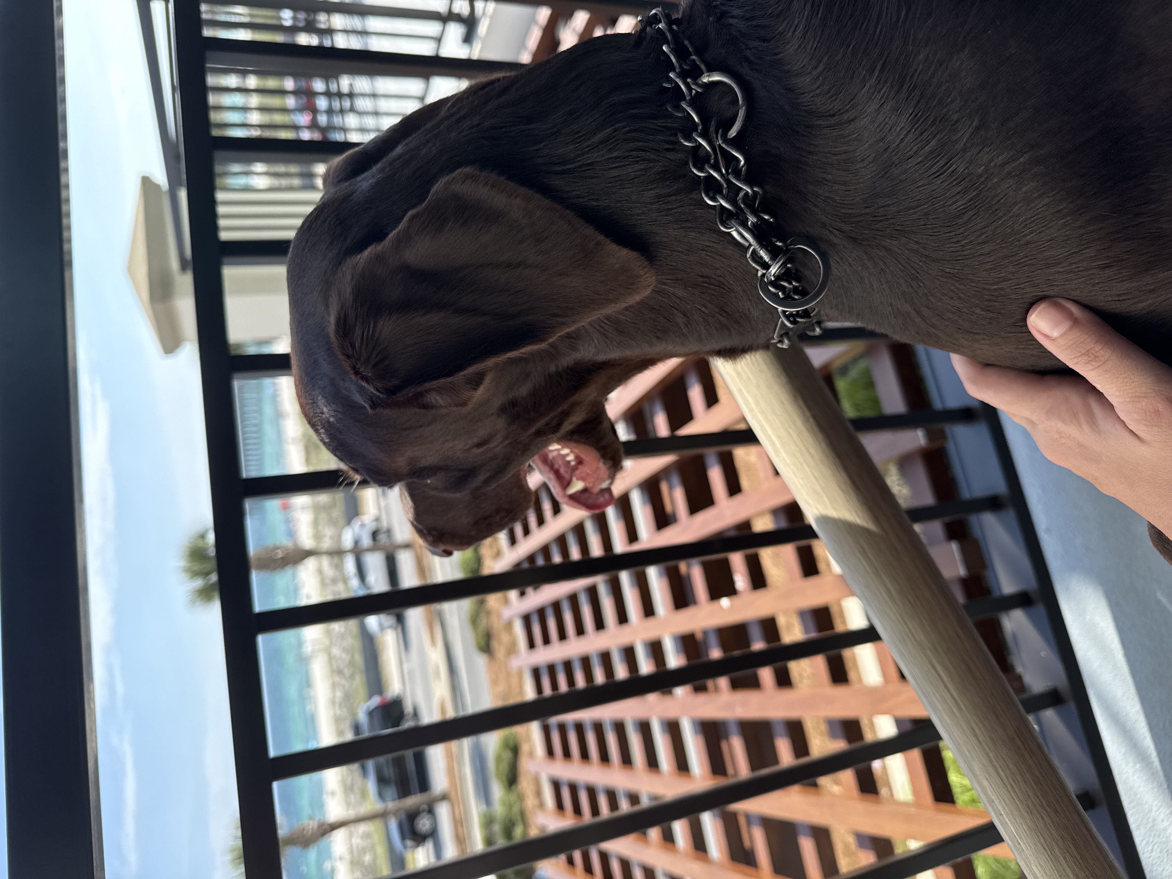 Ansel on the balcony with ocean view