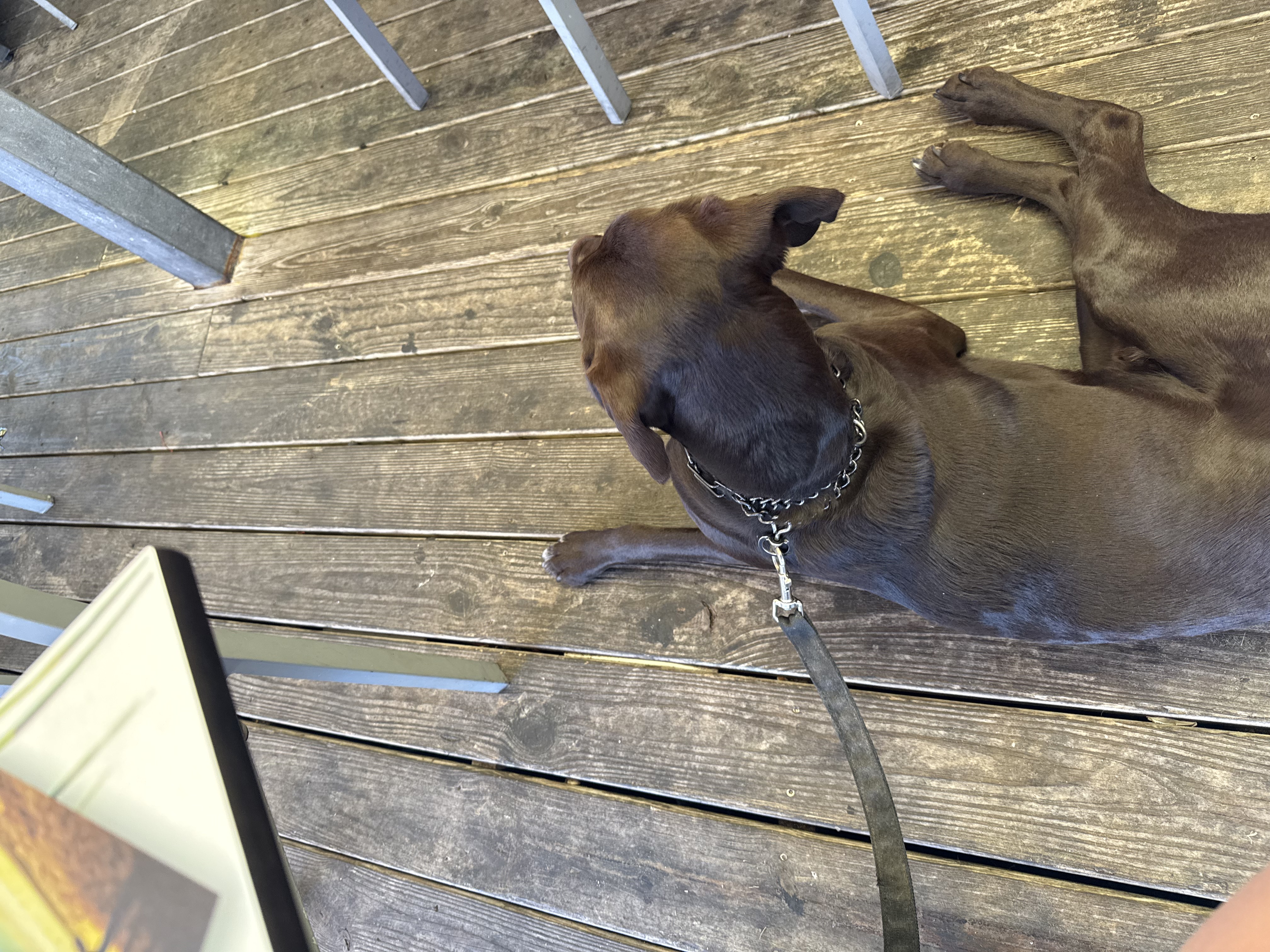 Ansel chilling at Margaritaville