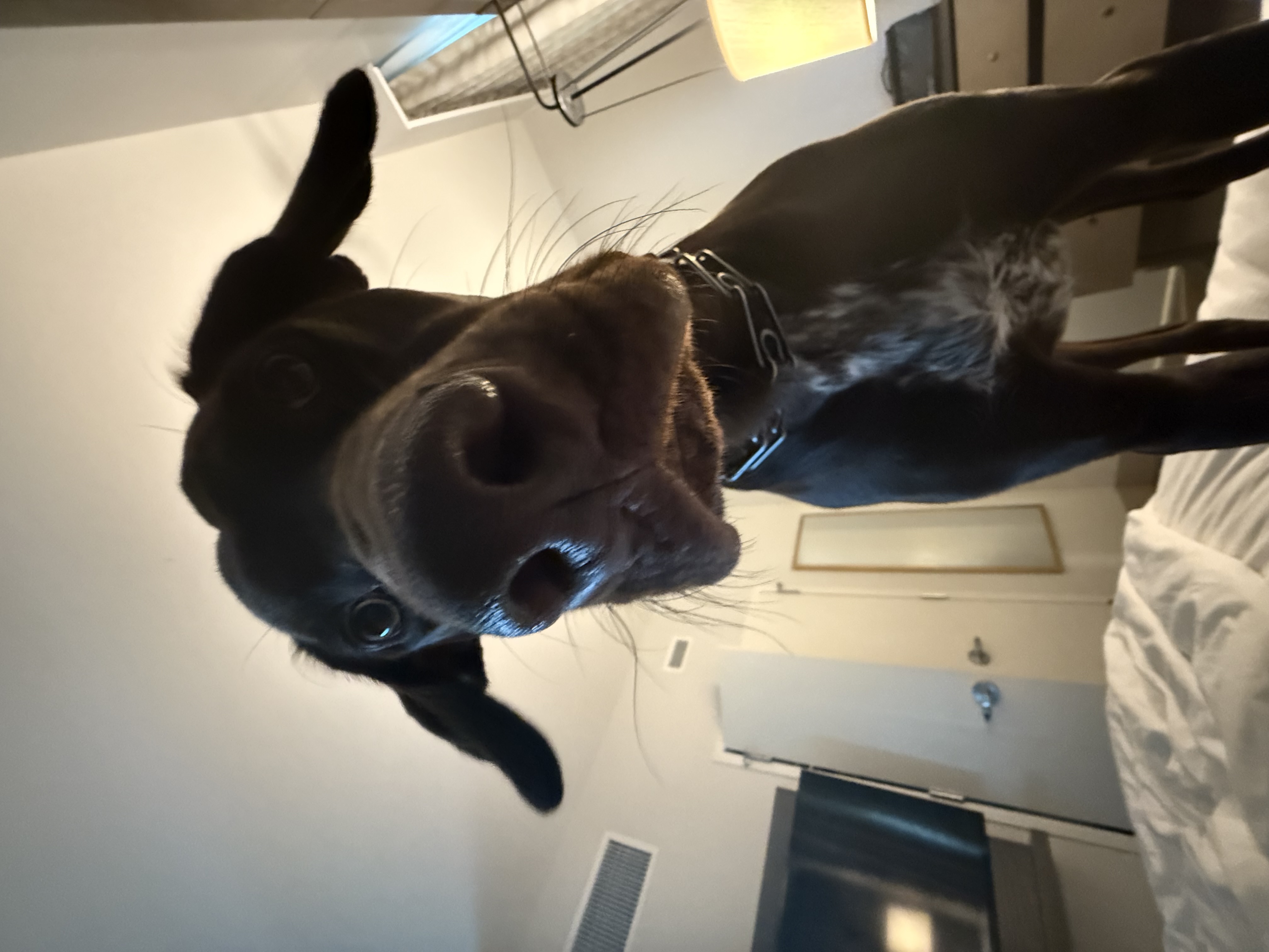 Ansel in the hotel room