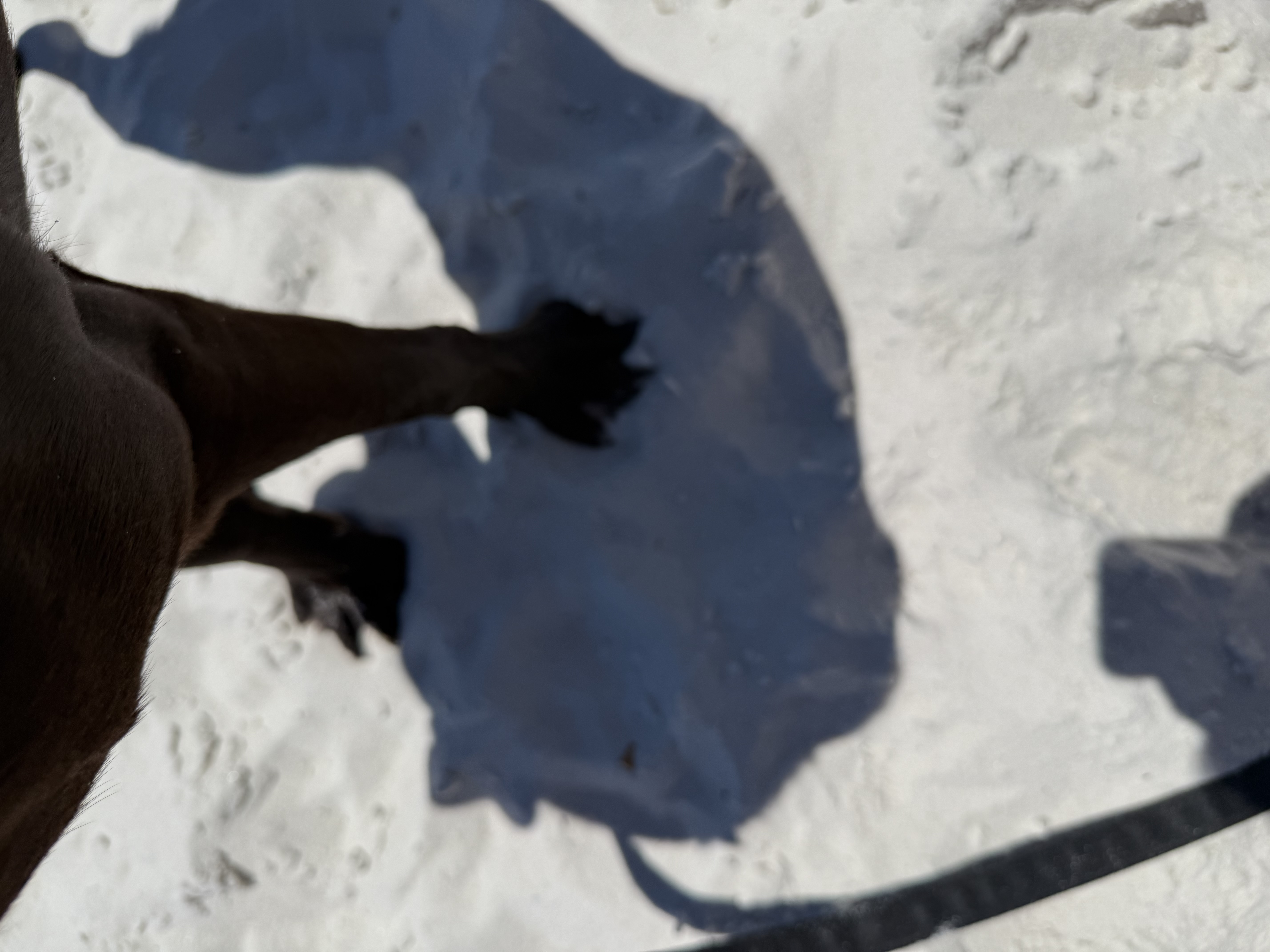 Ansel's paws in the sand