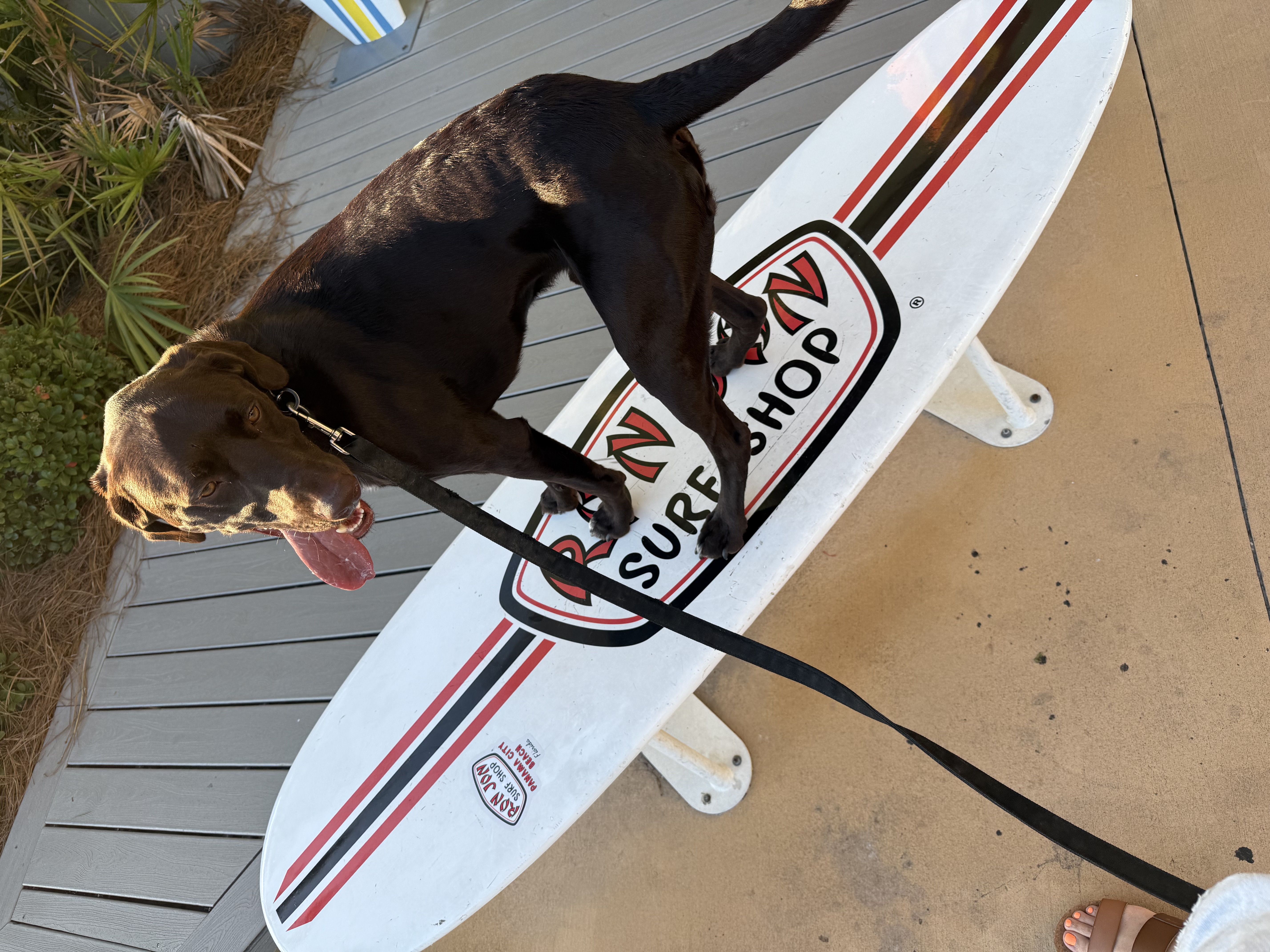 Ansel on Ron Jon surfboard
