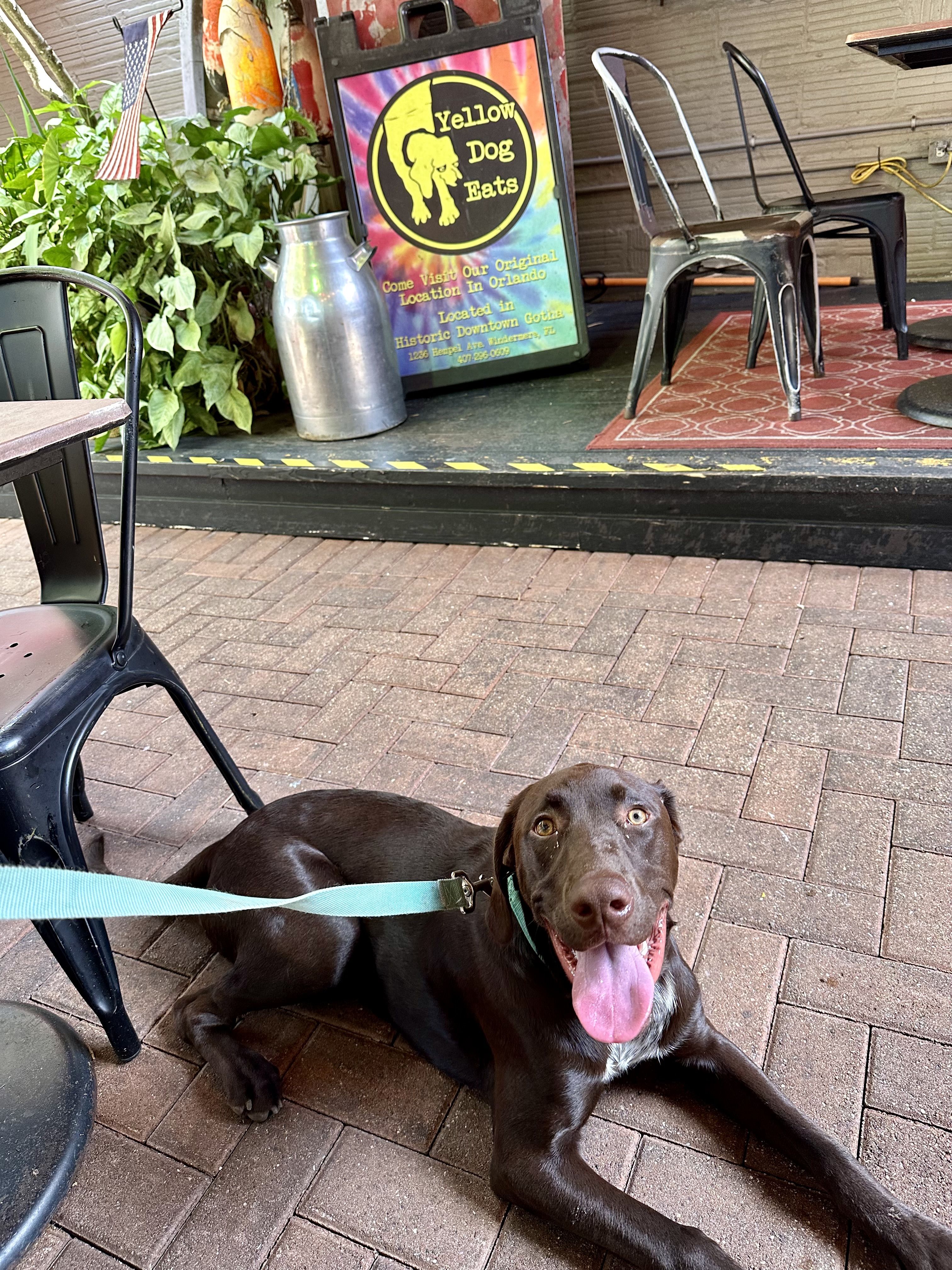 Ansel at Yellow Dog Eats