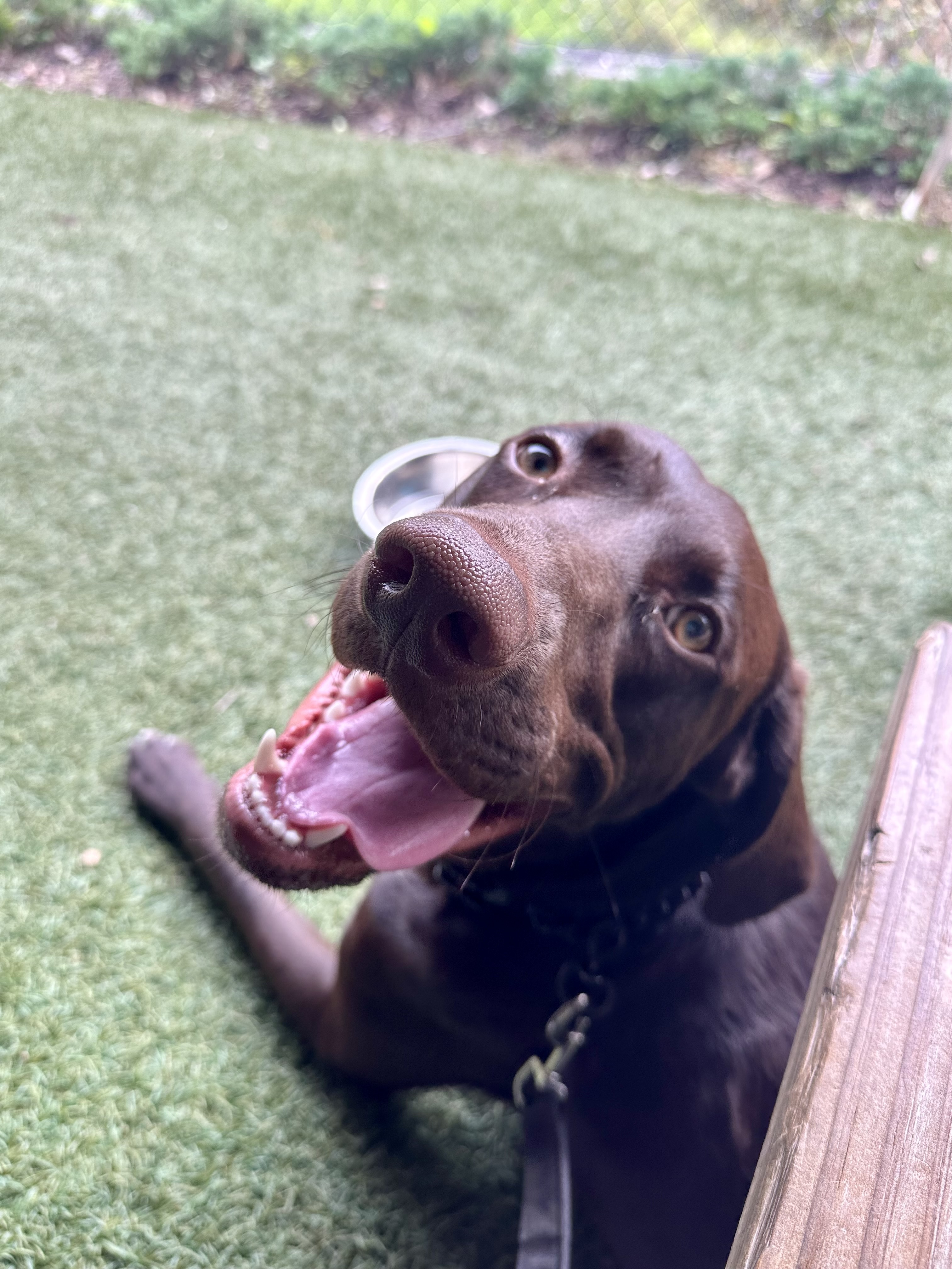 Featured image of post Best Dog-Friendly Beach Towns Near Jacksonville